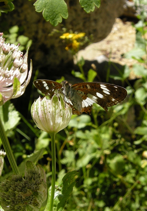 Limenitis reducta e camilla